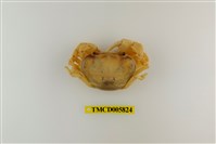 藏品(黃綠澤蟹)的圖片